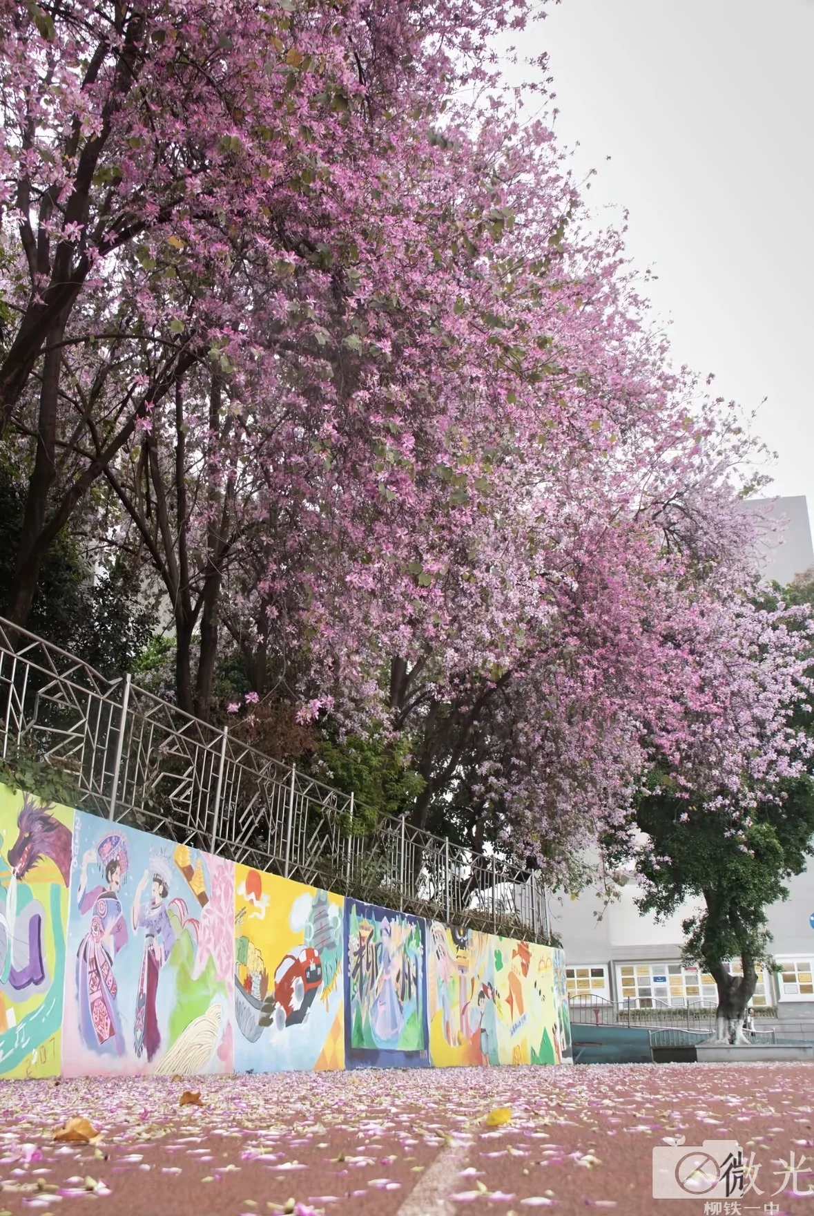 校园紫荆花道，满地落花